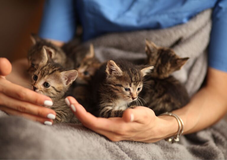 Image of kittens at a nonprofit animal rescue